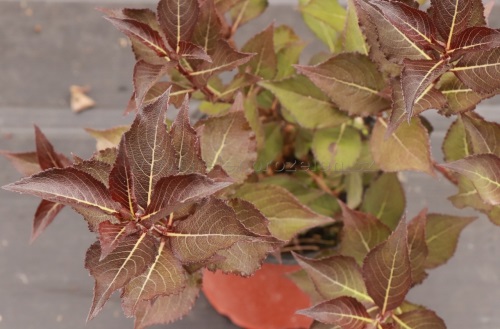 detail Vajgélie květnatá 'Tango'