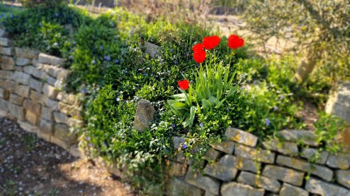 Barvínek - rostlina, která umí všechno