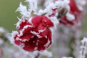 Podzimní péče o růže