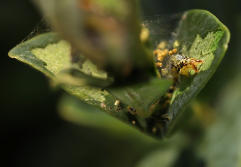 Pohroma buxusu - zavíječ zimostrázový