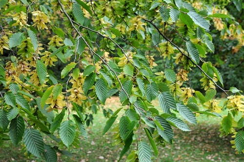 detail Habr obecný vzrostlý