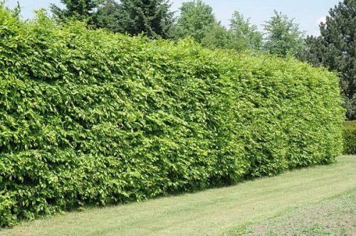 detail Habr obecný - balení po 100 ks pro živý plot