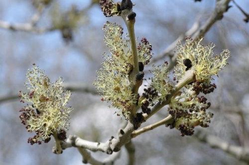 detail Jasan ztepilý