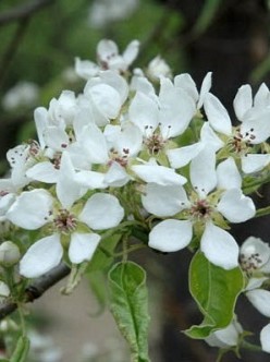 detail Hrušeň obecná - vzrostlá