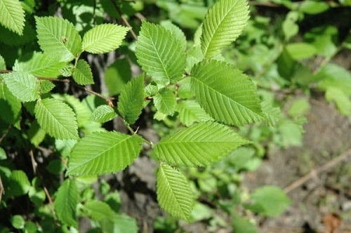 detail Jilm habrolistý