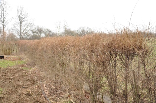 detail Jilm sibiřský - balení po 100 ks pro živý plot