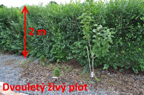 detail Jilm sibiřský - balení po 100 ks pro živý plot