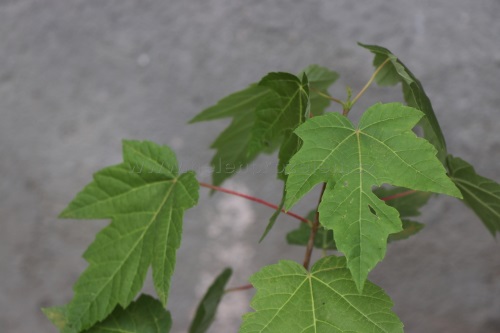 detail Javor stříbrný