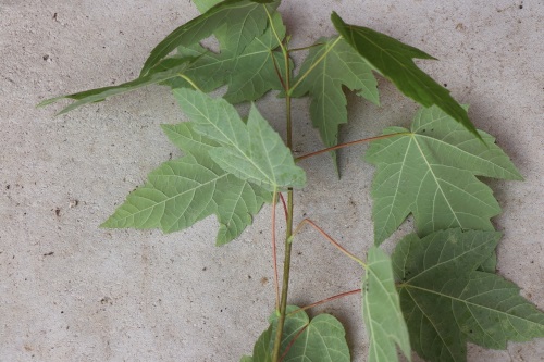 detail Javor stříbrný