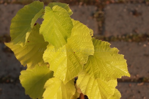 detail Líska velkoplodá 'Tonda di Giffone'