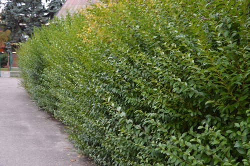 detail Ptačí zob obecný 'Lodense'