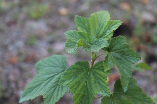 detail Rybíz černý 'Titania'