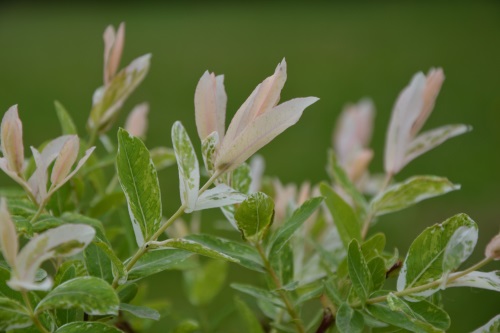 detail Vrba celolistá 'Hakuro-Nishiki'