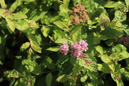 detail Tavolník japonský 'Golden Princess'