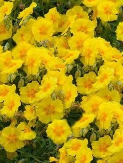 Devaterník 'Ben Fhada'