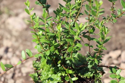 detail Klikva velkoplodá 'BEN LEAR'