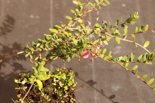 detail Klikva velkoplodá 'Stevens'