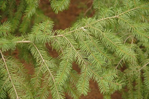 detail Douglaska tisolistá