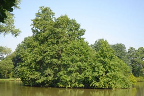 detail Olše lepkavá