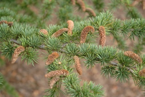 detail Cedr atlaský 'Glauca'