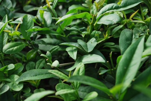 detail Ptačí zob obecný 'Atrovirens'