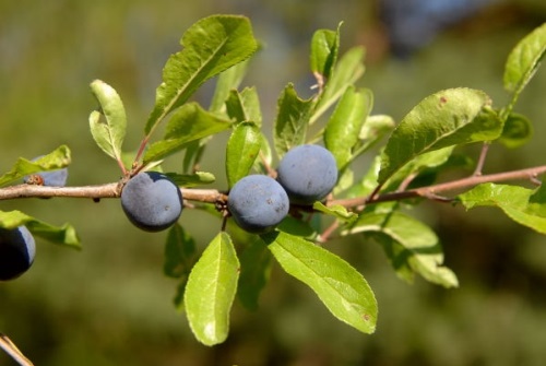 detail Trnka obecná