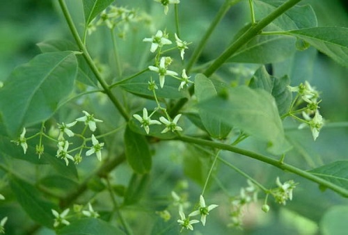 detail Brslen evropský