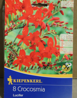 Montbrécie 'Lucifer' (hlíza)