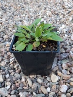 detail Třapatka zářivá 'Goldsturm' - rudbékie