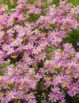 Krásnoočko 'American Dream'