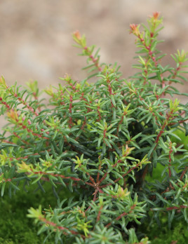 Vřesovec darlejský 'Pink Harmony'