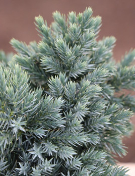 Jalovec šupinatý 'Blue Star'