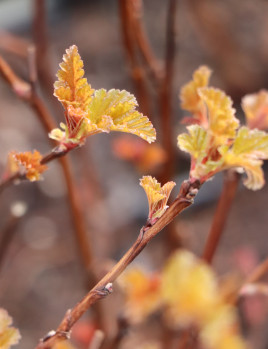 Tavola kalinolistá 'Andre'