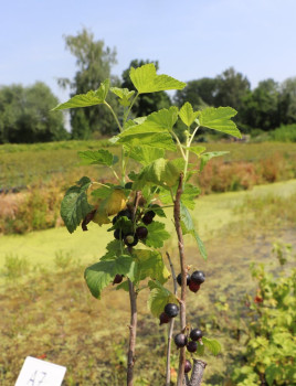 Rybíz černý 'Titania' ko5L