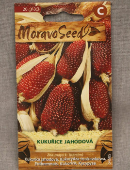 Kukuřice jahodová