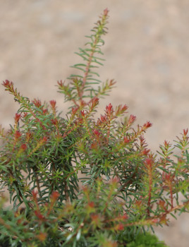 Vřesovec pleťový 'Cornelia'