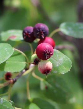 Muchovník olšolistý 'Northline'