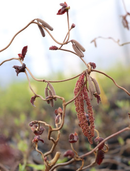 Líska obecná 'Red Majestic' ®