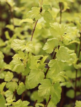 Tavola kalinolistá 'Dart's Gold'