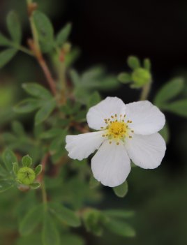 Mochna křovitá 'Snowflake'