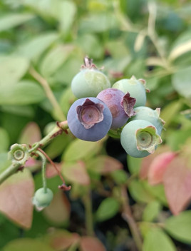 Kanadská borůvka 'Duke' - raná