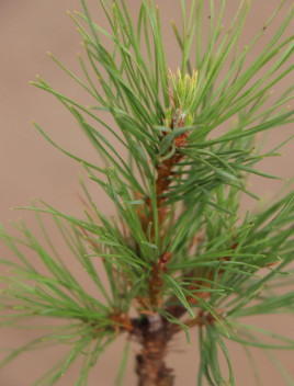 Borovice lesní ´Viridis Compacta´