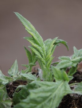 Bělotrn banátský var. Blue Globe