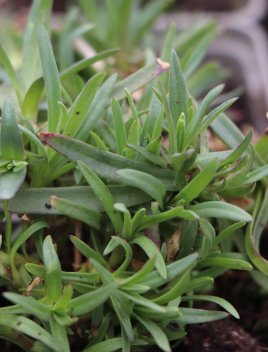 Šater plazivý ´Rosenschleier´