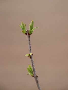 Šeřík obecný 'Znamya Lenina'