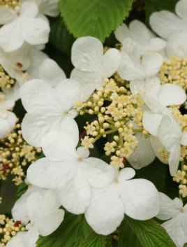 Kalina japonská 'Mariesii'