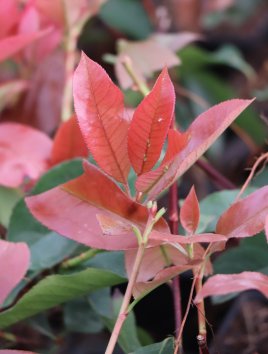 Blýskavka fraserova 'Camilvy'