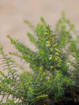 Vřesovec pleťový 'Memory'