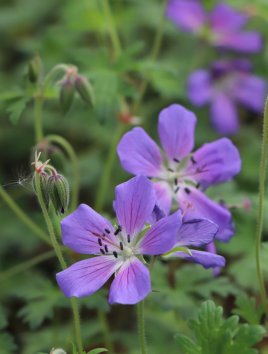 Kakost 'Johnson´s Blue'