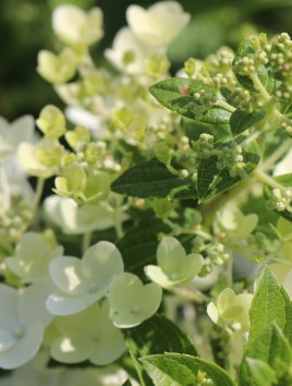 Hortenzie latnatá 'Magical Fire'
